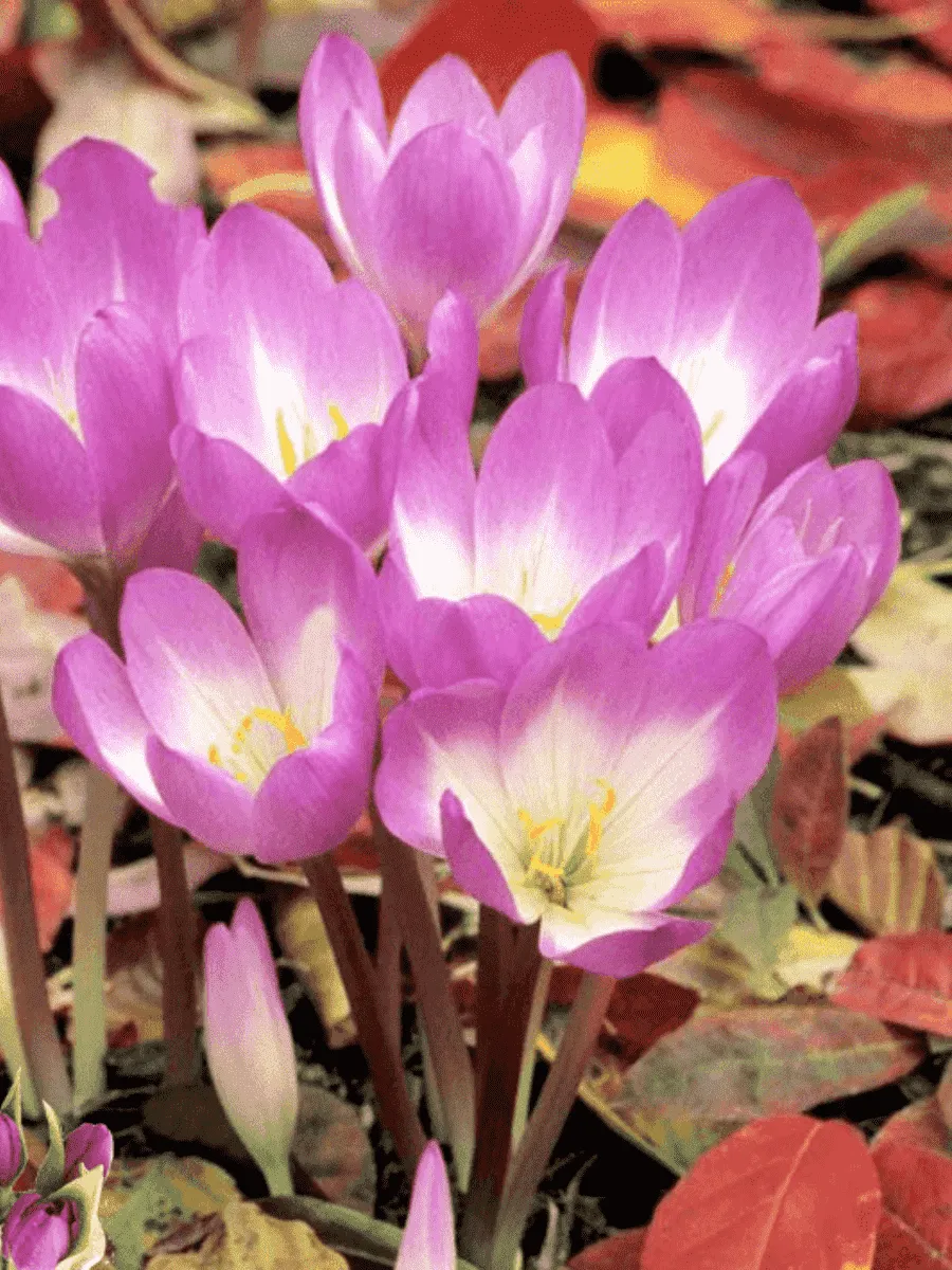 Крокус Ботанический Zonatus