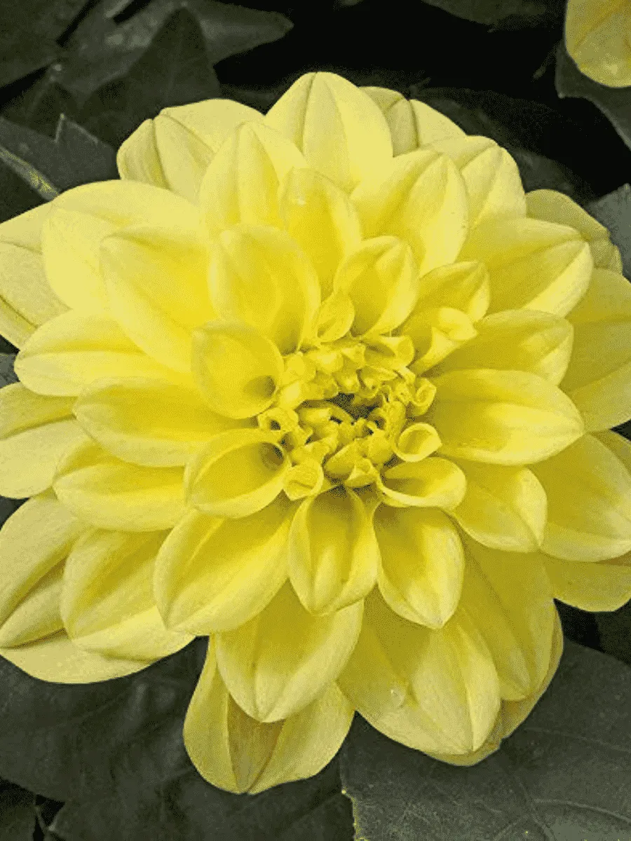 Георгин Dahlietta Select Julia