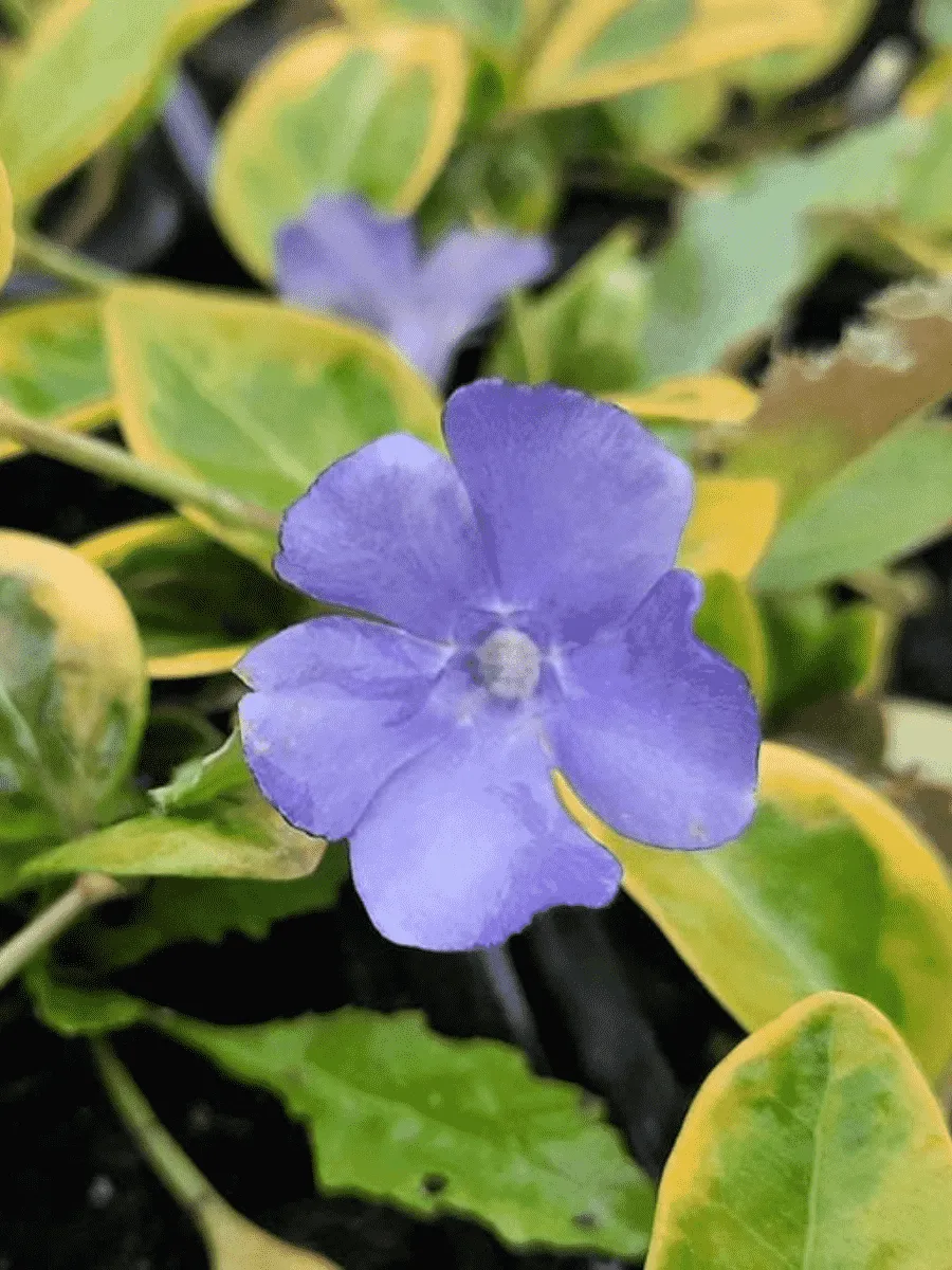 Барвинок малый Blue And Gold Барвинок малый Blue And Gold