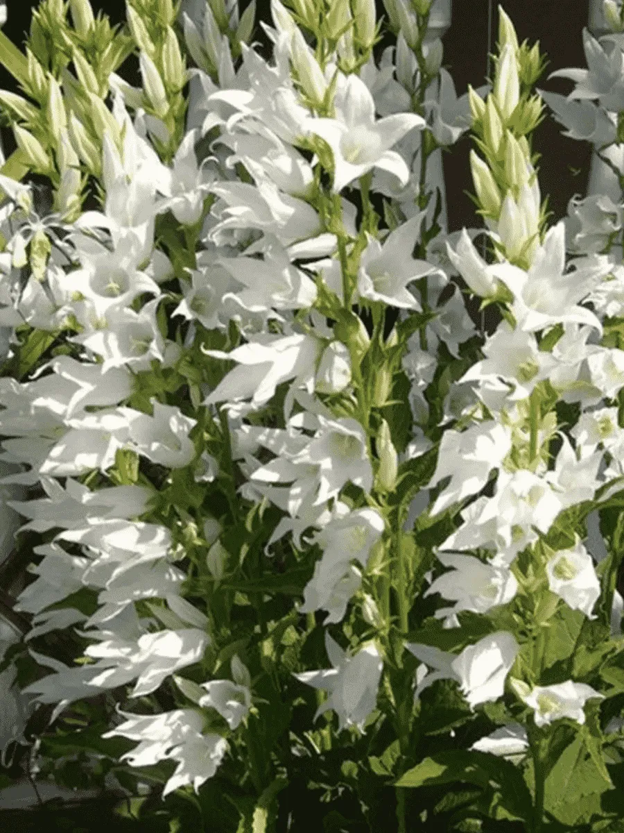 Колокольчик пирамидальный Alba