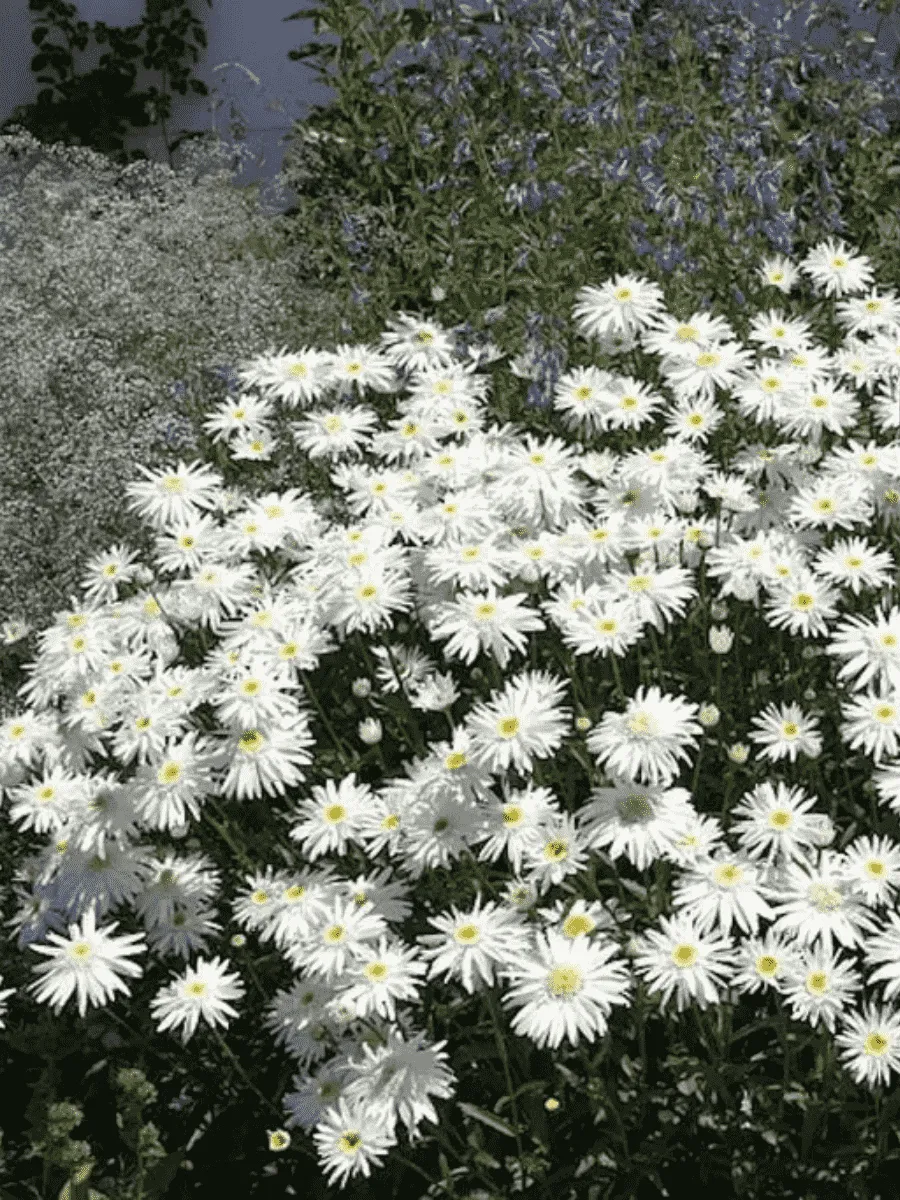 Нивяник наибольший Wirral Supreme