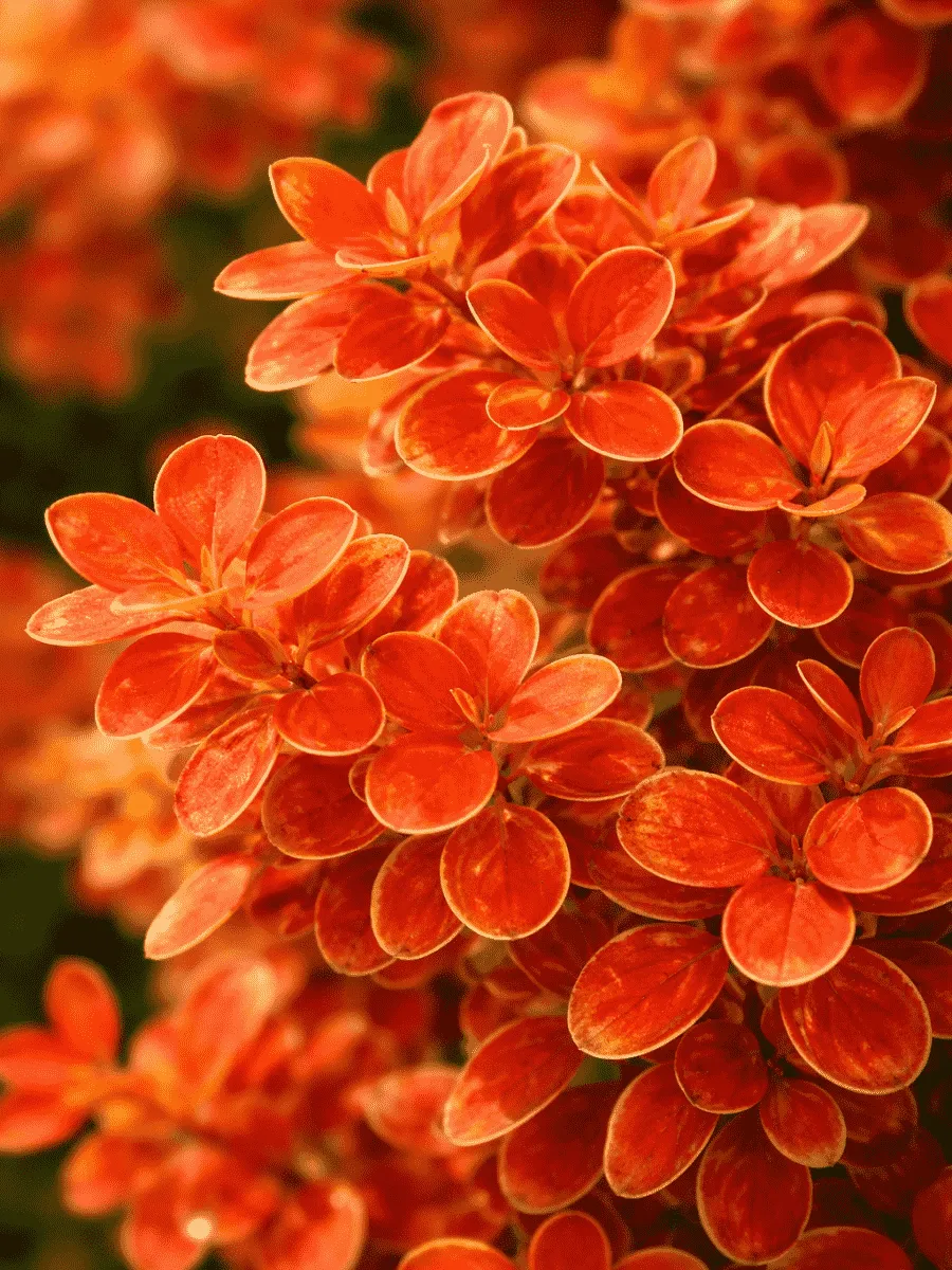 Барбарис Тунберга Orange Ice