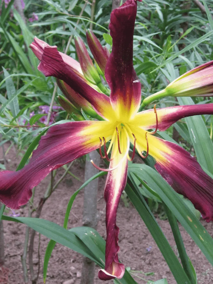 Лилейник Chokecherry Mountain