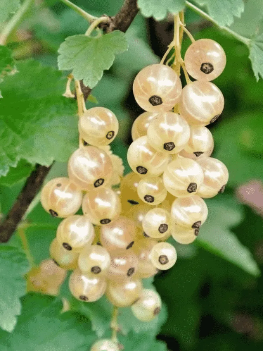 Смородина Голландская белая Смородина Голландская белая