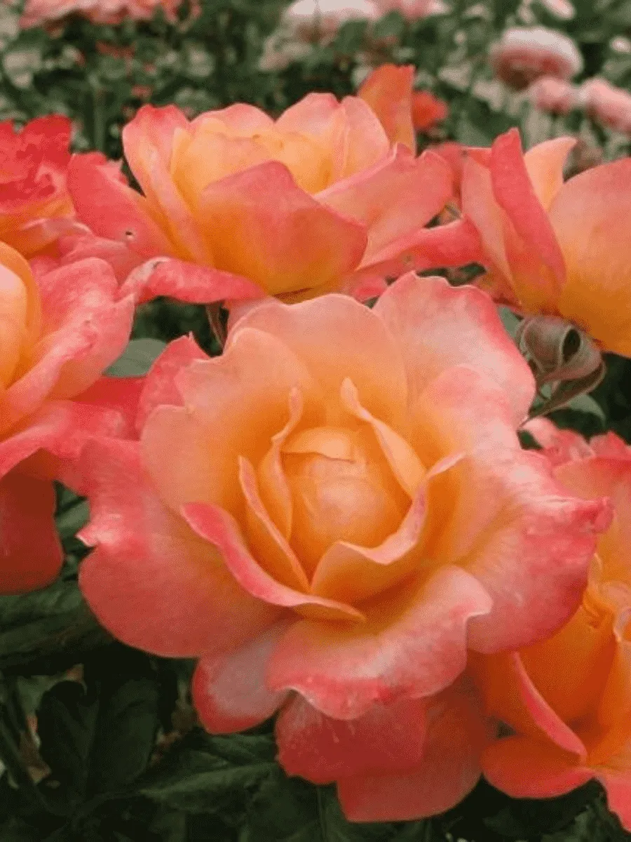 Роза чайно-гибридная Samaritan