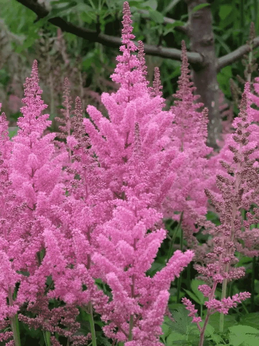 Астильба китайская Visions in Pink