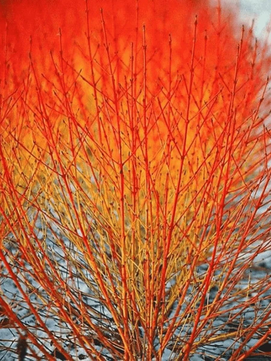 Дерен Отпрысковый Winter Flame