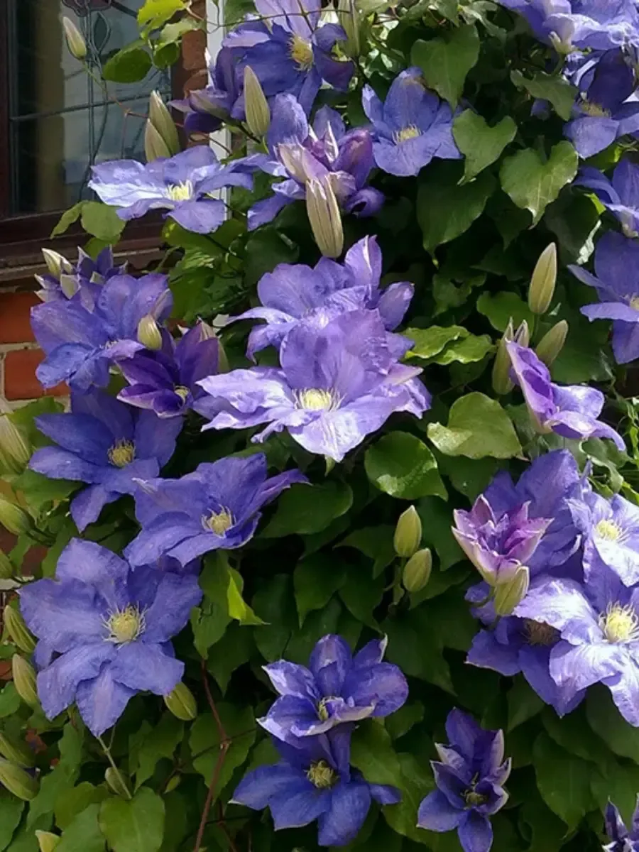 Клематис Rhapsody