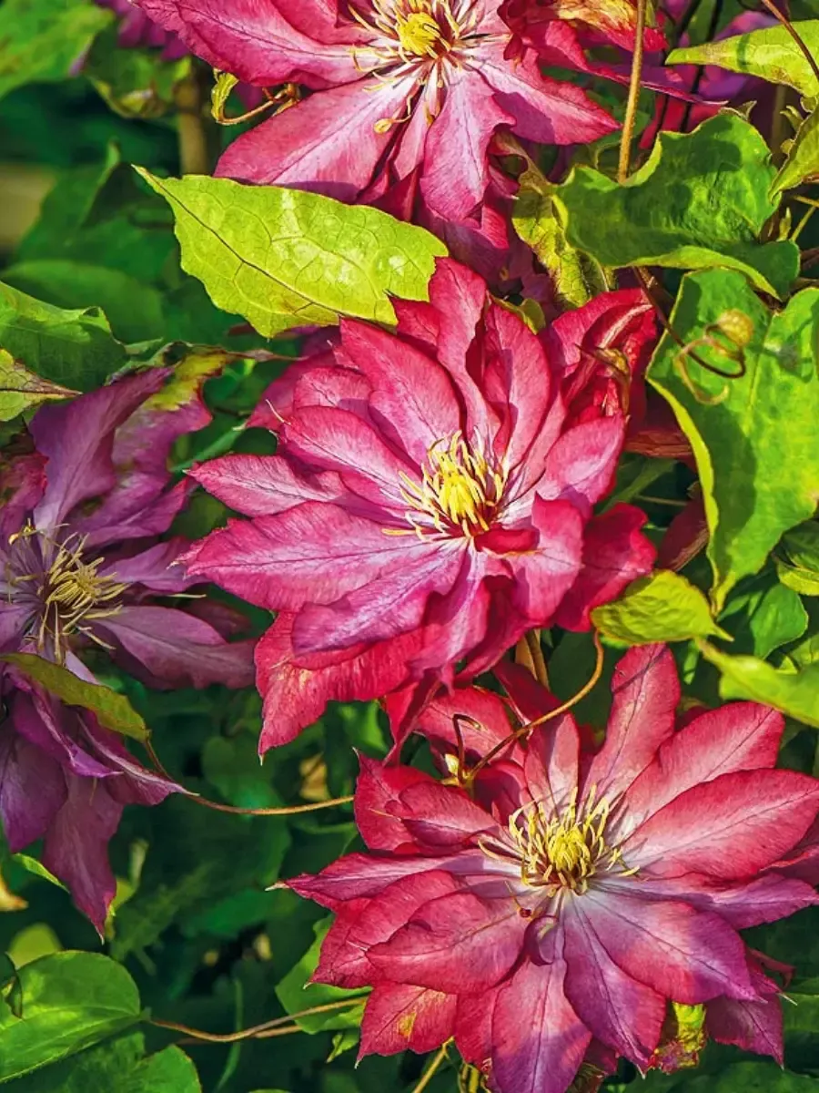 Клематис гибридный Kaen