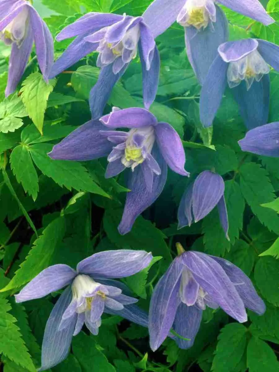 Клематис Frankie