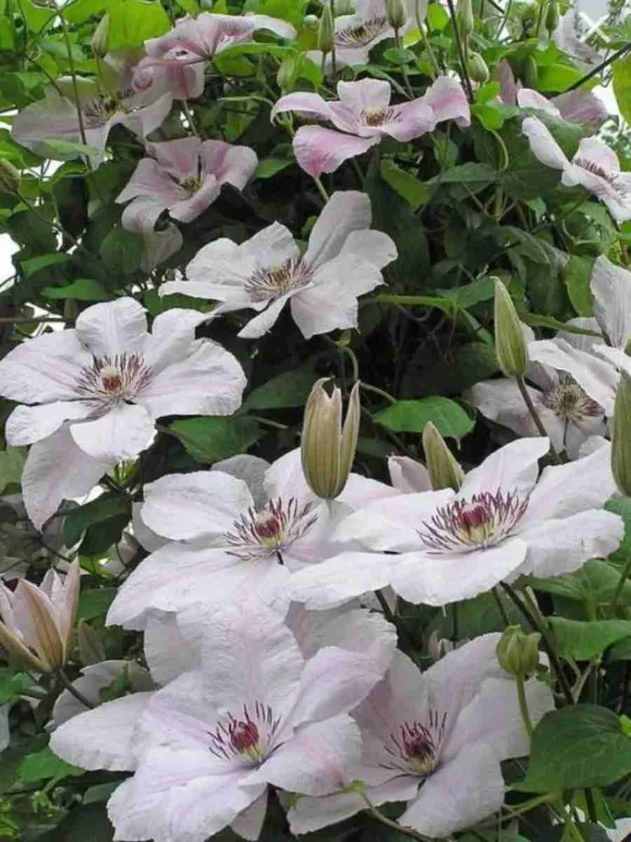 Клематис гибридный Jan Pawel II