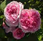 Роза Галльская Президент де Сес