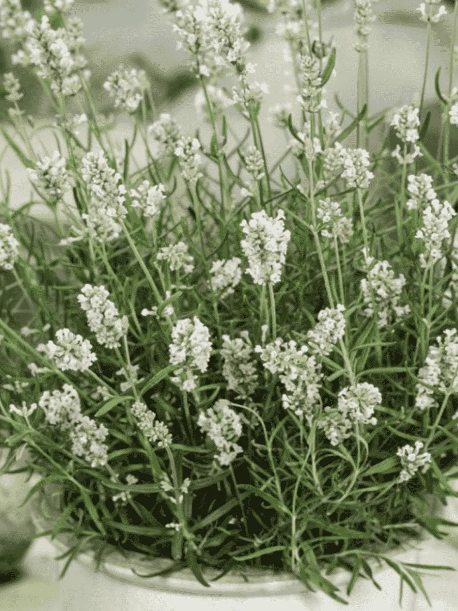 Лаванда узколистная Ellagance Snow Лаванда узколистная Ellagance Snow