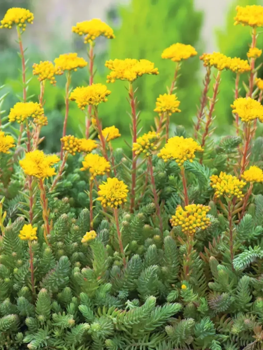 Очиток отогнутый Green Forest