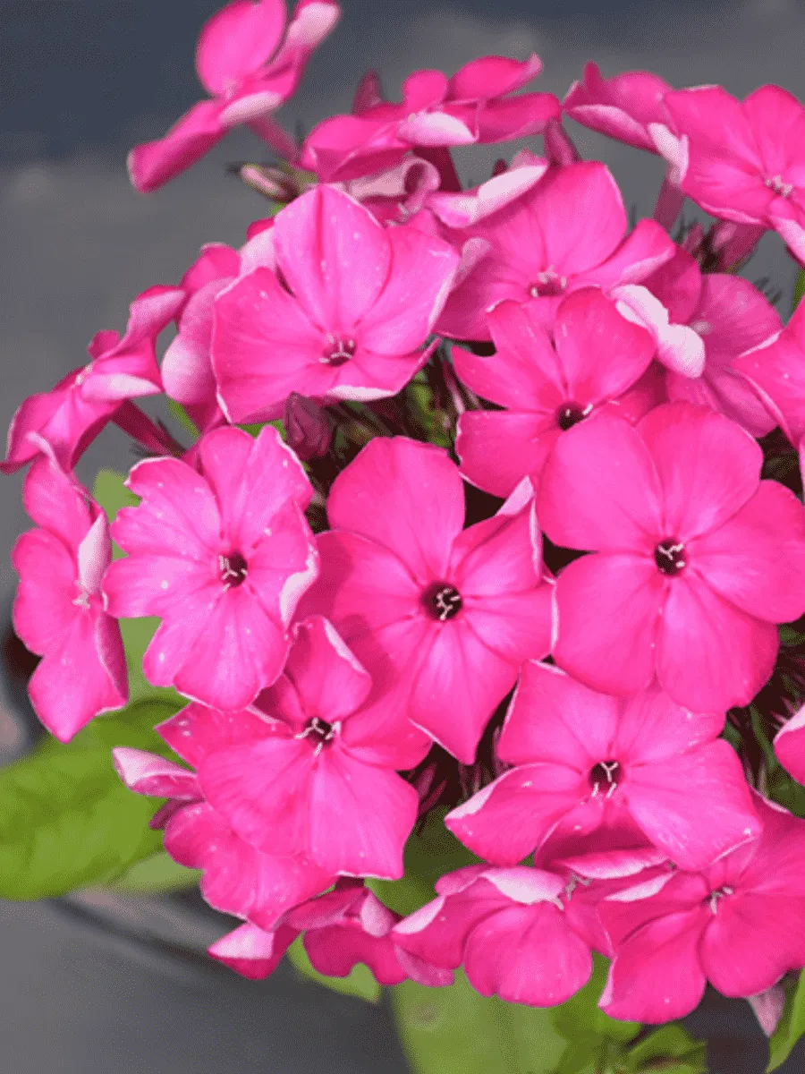 Флокс метельчатый Bambini Desire