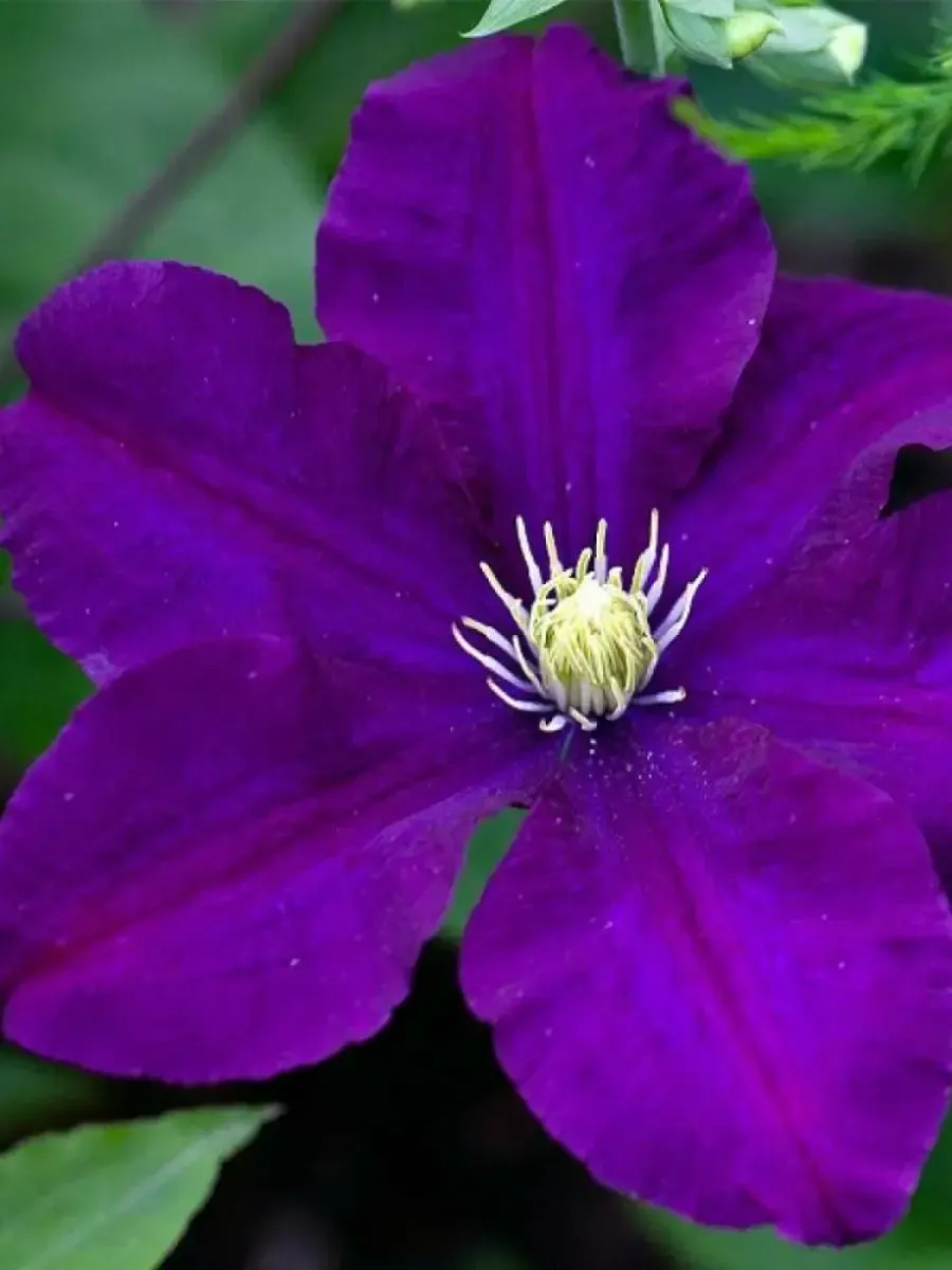 Клематис Rasputin