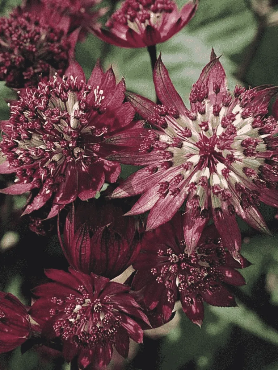 Астранция большая Ruby Cloud