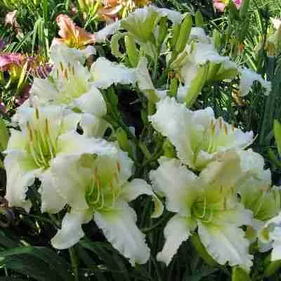 Лилейник Heavenly Angel Ice