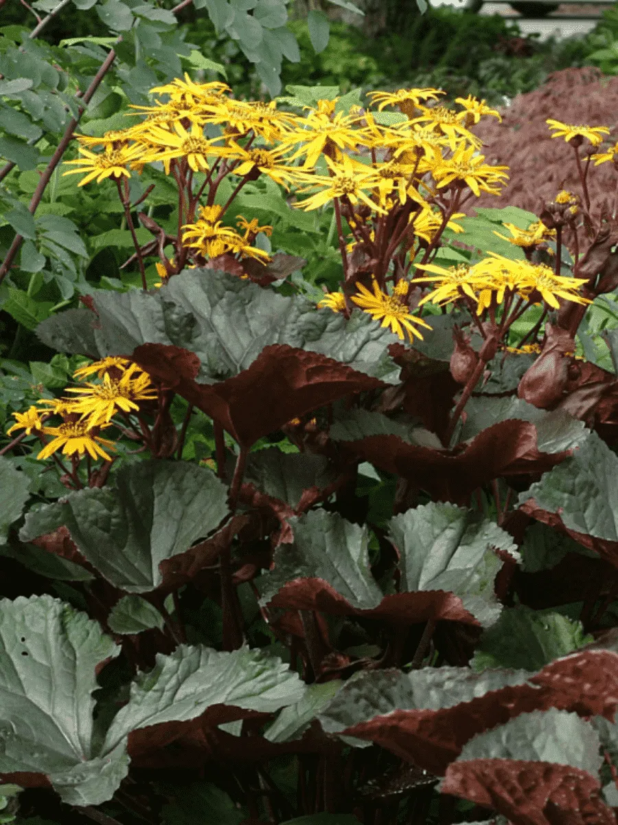 Бузульник зубчатый Midnight Lady