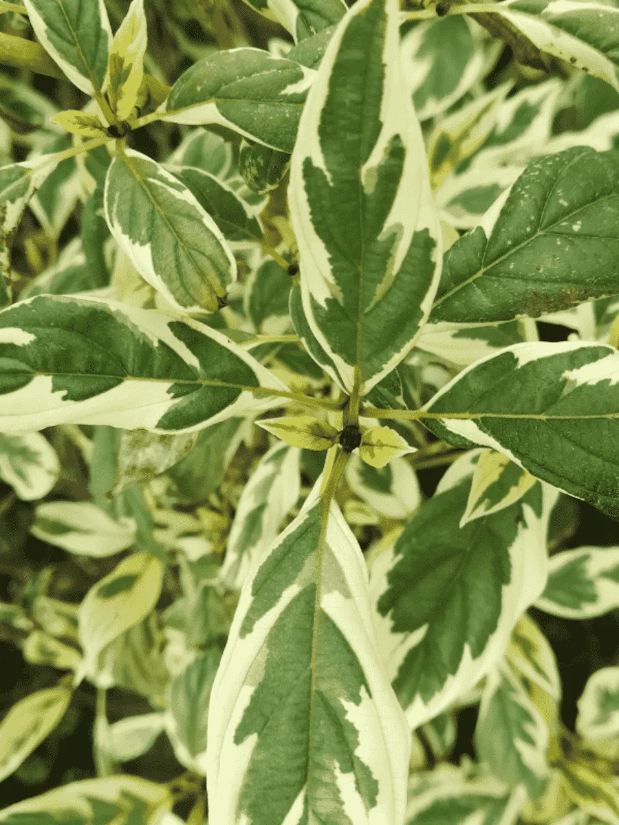 Дерен Отпрысковый White Gold