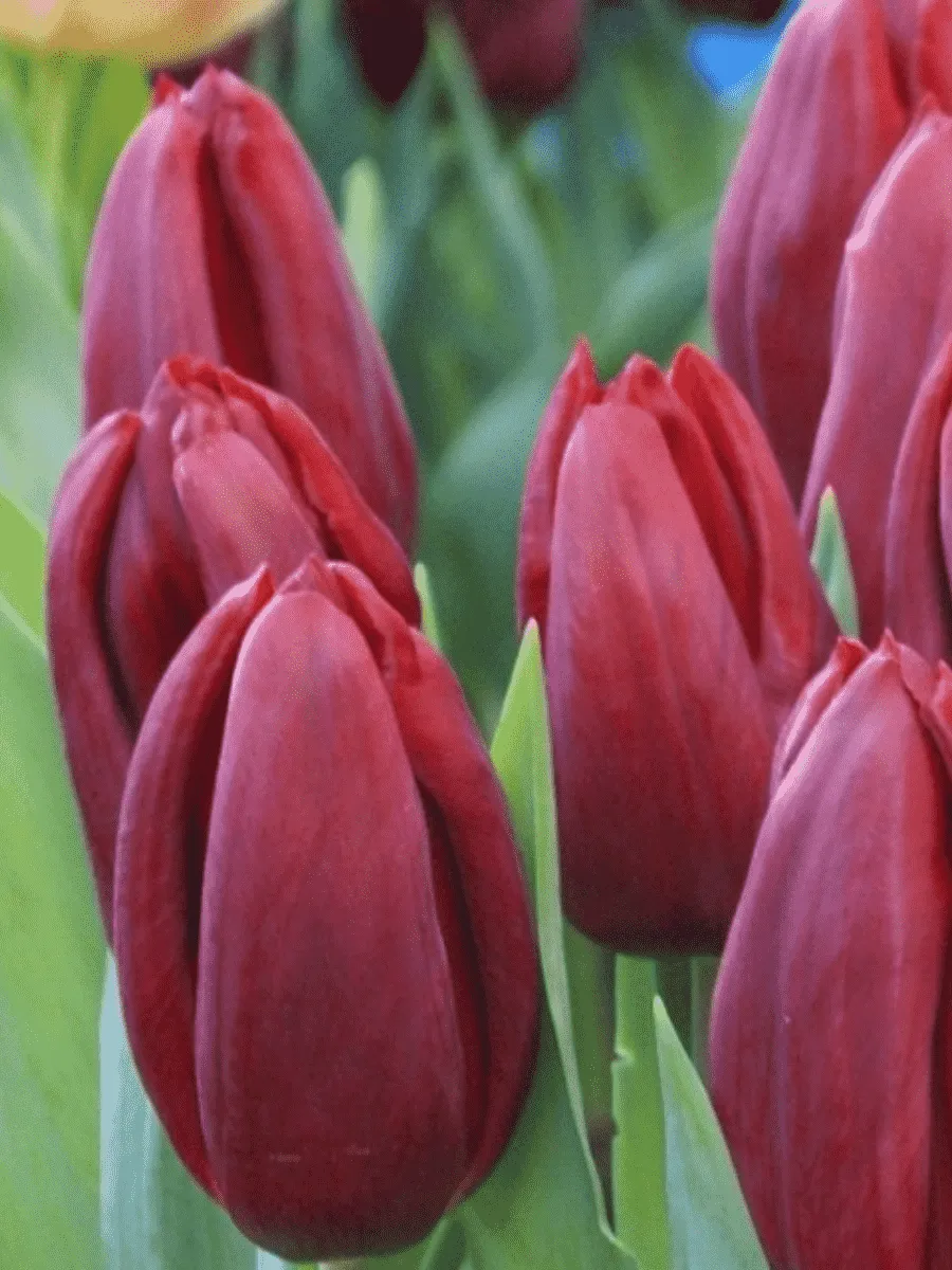 Тюльпан Strong Love