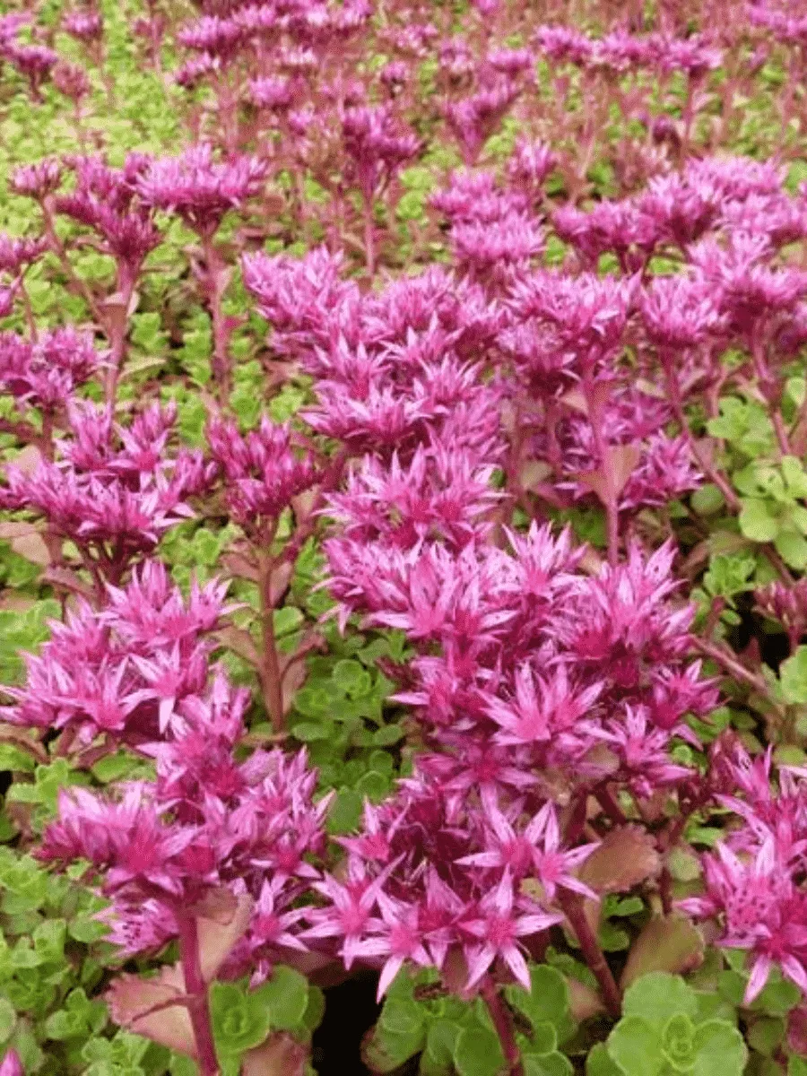 Очиток ложный Schorbuser blut