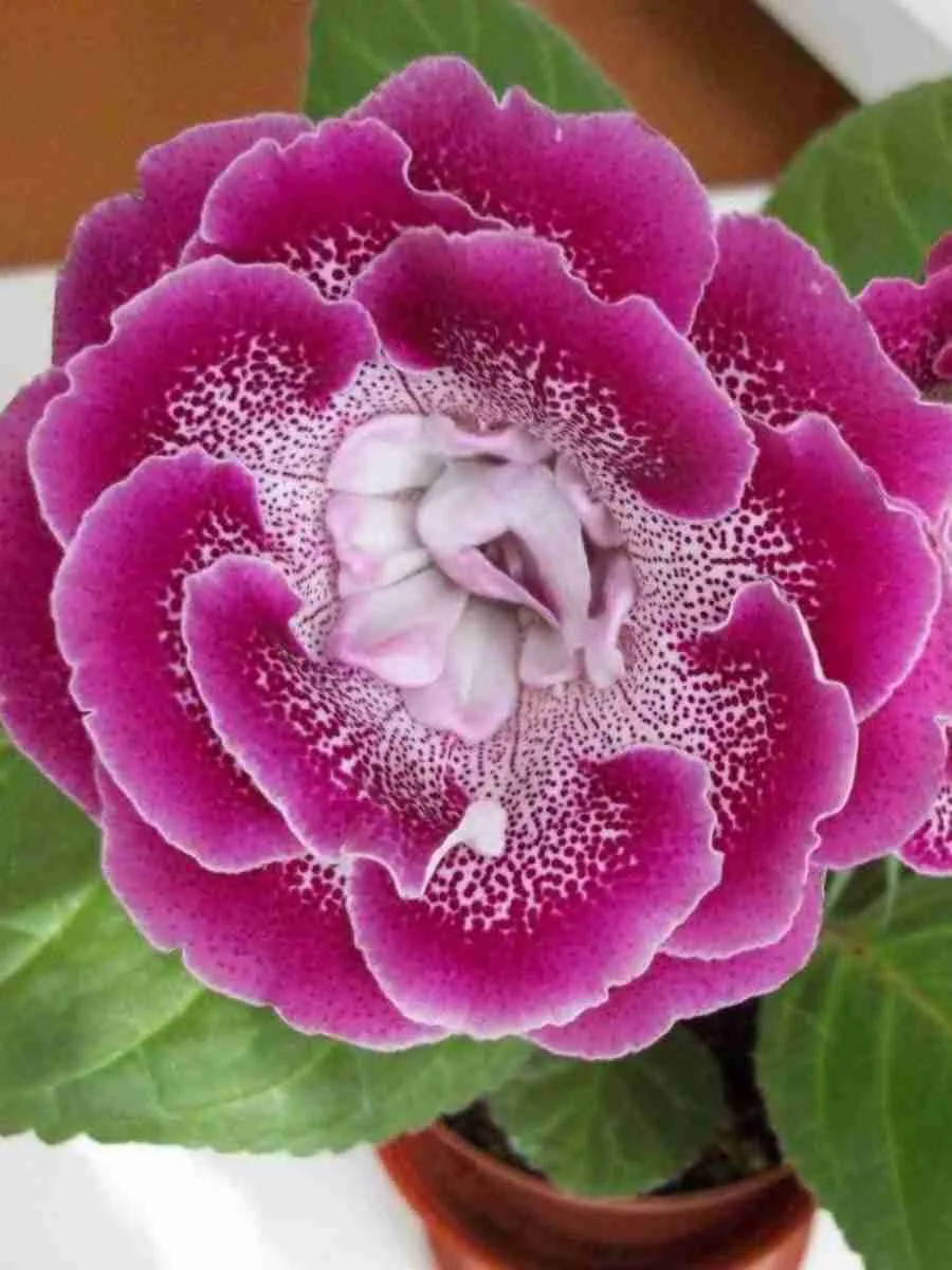 Глоксиния Глоксиния