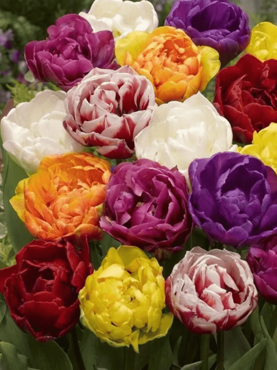 Тюльпан Махровый Смесь Окрасок