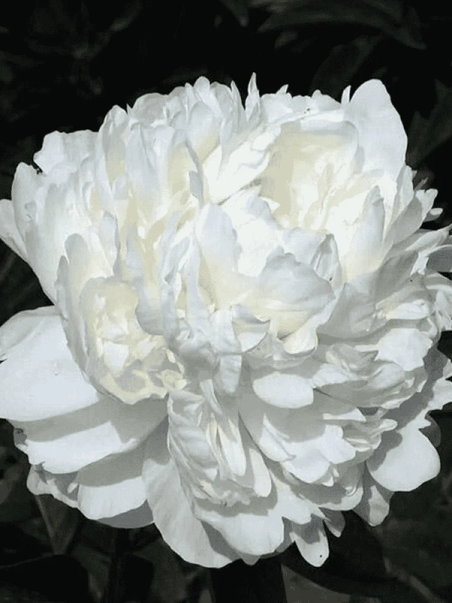 Пион Молочноцветковый Dr. F.G. Brethour