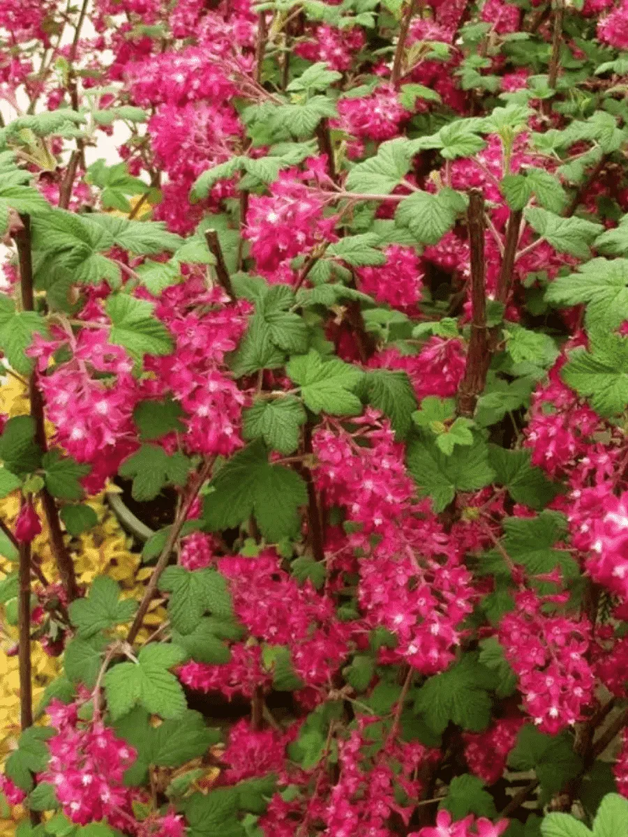 Смородина кроваво-красная King Edward VII Смородина кроваво-красная King Edward VII