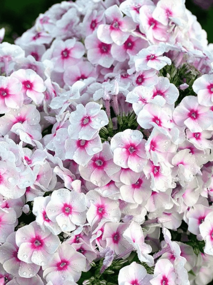 Флокс метельчатый Graf Zeppelin