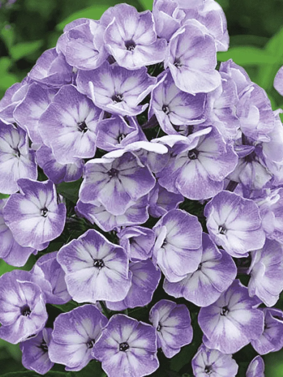 Флокс метельчатый  Younique Grey Blue White