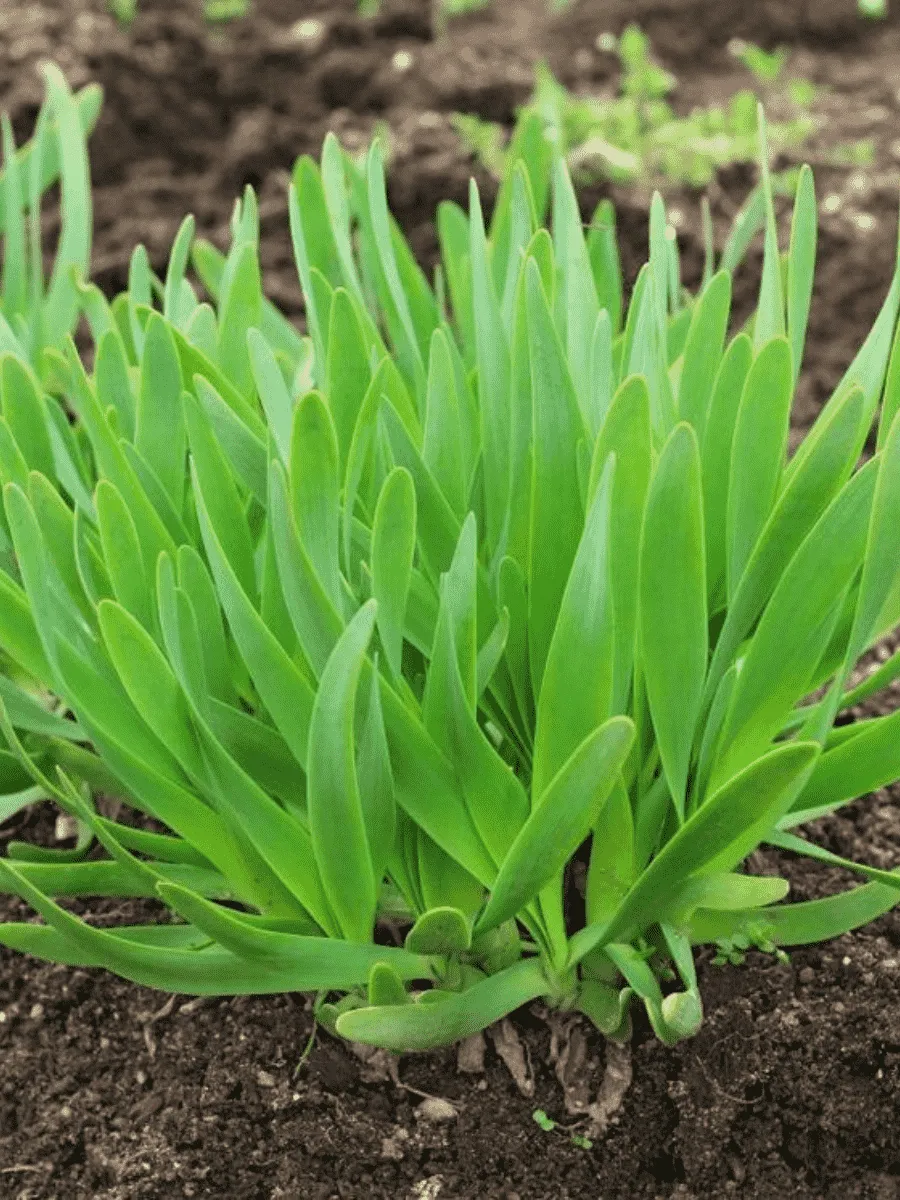 Лук слизун Лук слизун