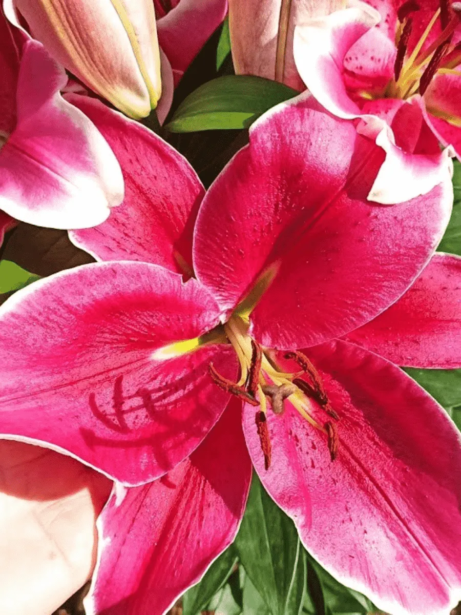 Лилия El Capitan