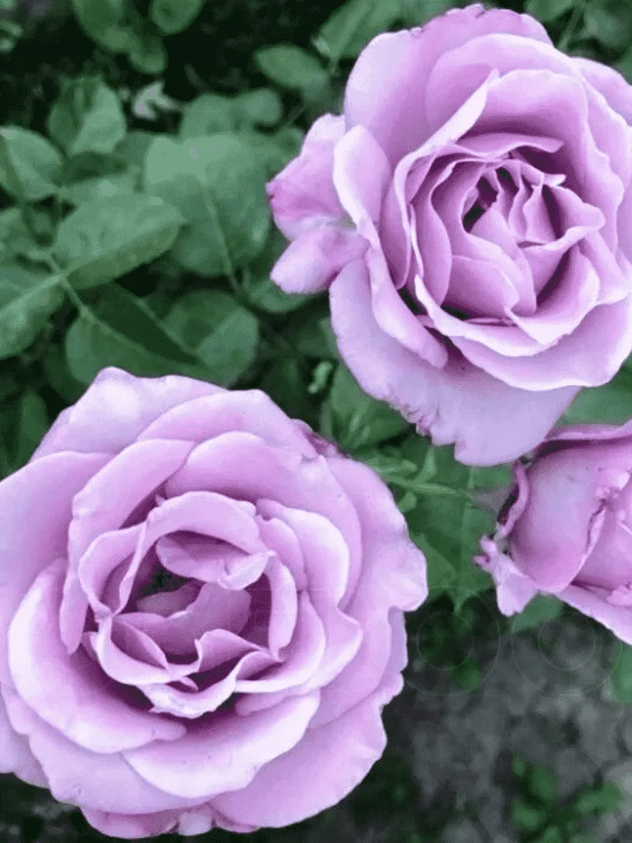 Роза чайно-гибридная Blue Sky Free