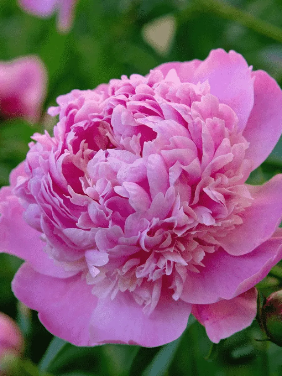 Пион Молочноцветковый Edulis Superba