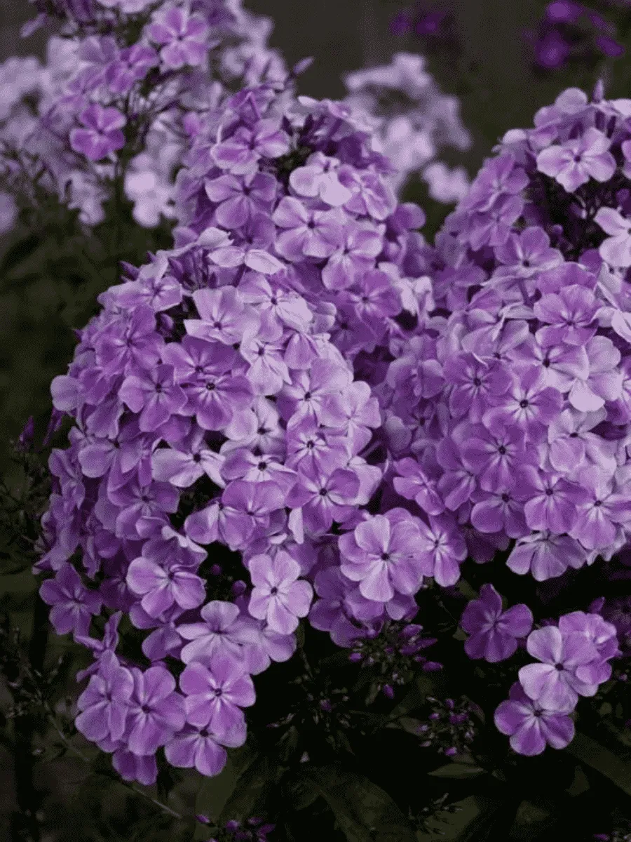 Флокс метельчатый Король Шансона