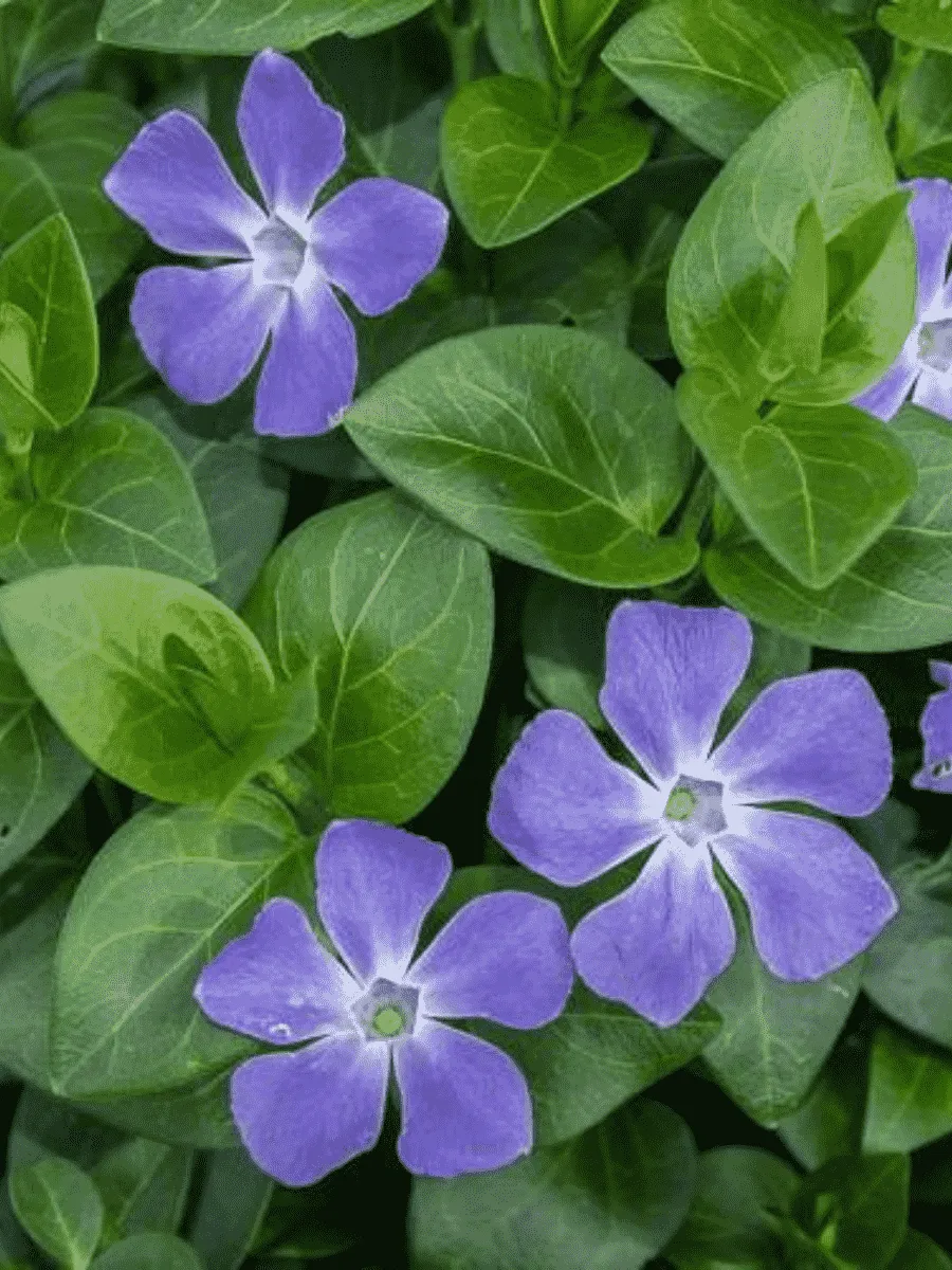 Барвинок большой Барвинок большой