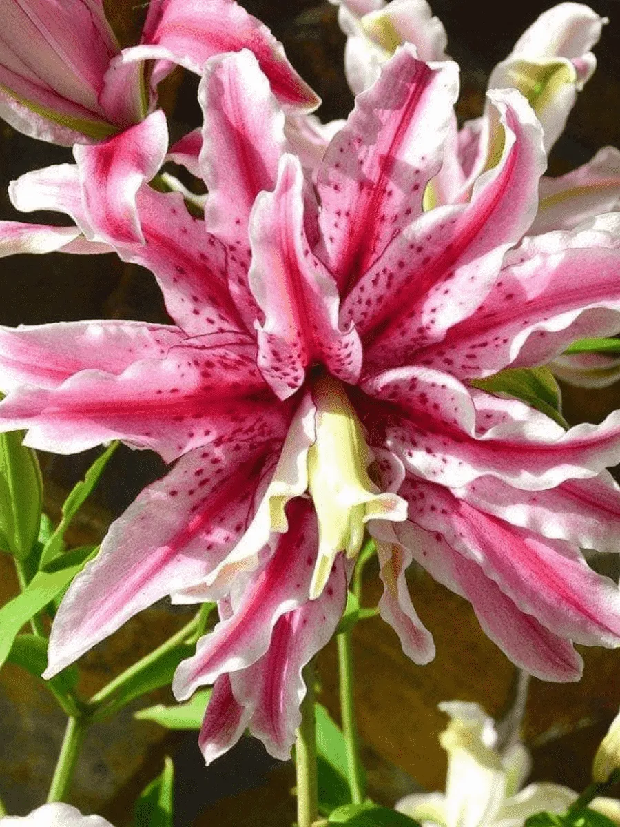 Лилия Magic Star