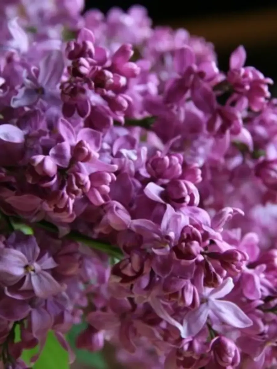 Сирень обыкновенная Богдан Хмельницкий Сирень обыкновенная Богдан Хмельницкий