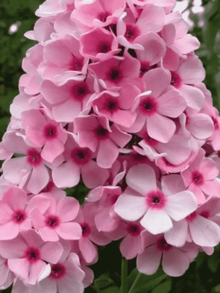 Флокс метельчатый Бисер