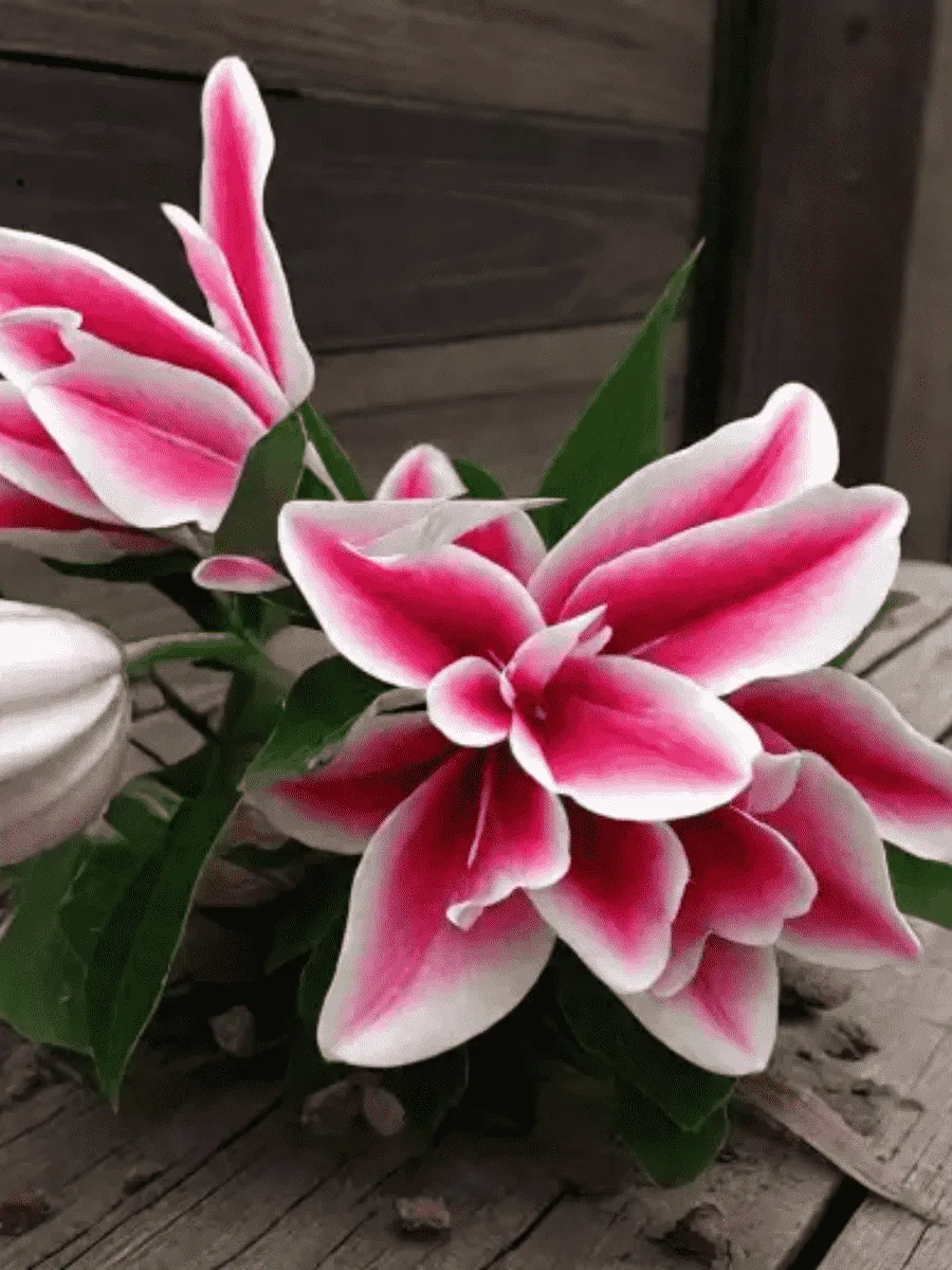 Лилия Roselily Olympia