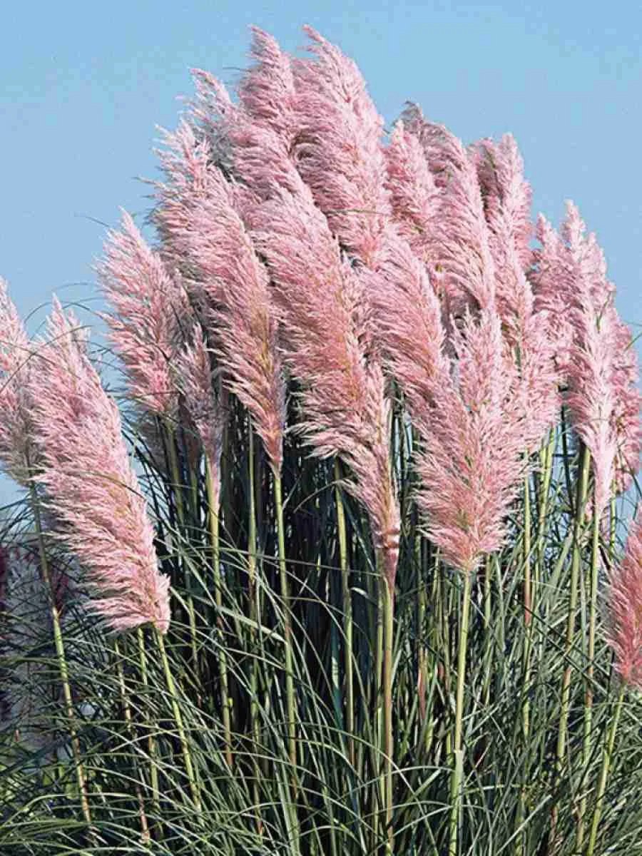 Кортадерия Cелло Rose Plume Кортадерия Cелло Rose Plume