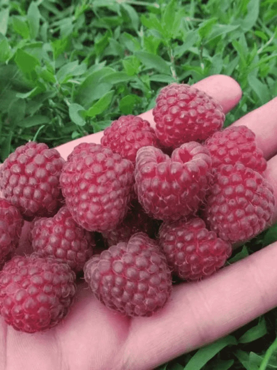 Малина обыкновенная Delbard Magnific