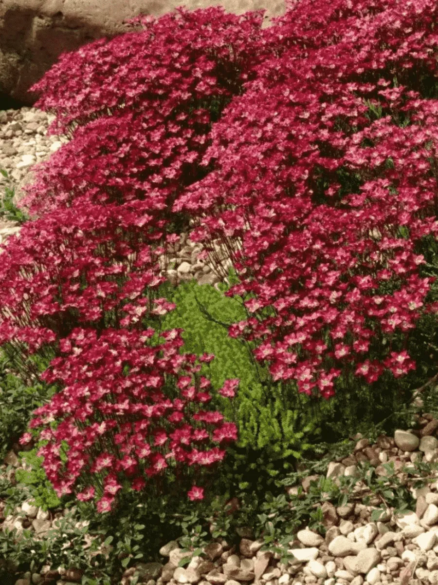 Камнеломка Арендса Ice Colours Pearl Red Камнеломка Арендса Ice Colours Pearl Red