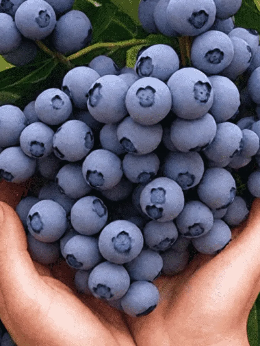 Голубика высокорослая Ozarkblue