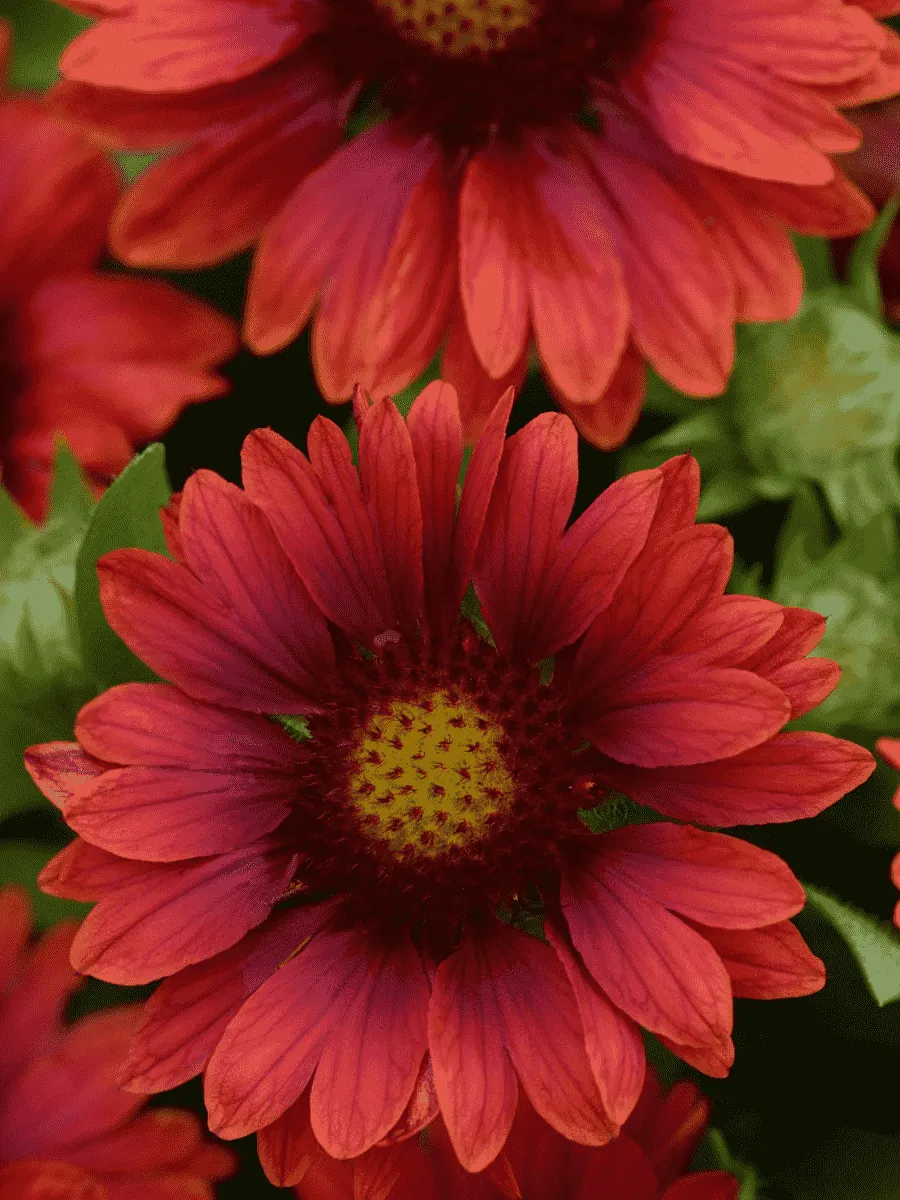 Гайлардия гибридная Mesa Red