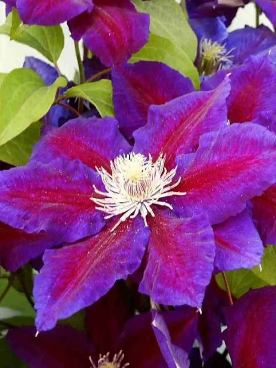 Клематис Julka Клематис Julka