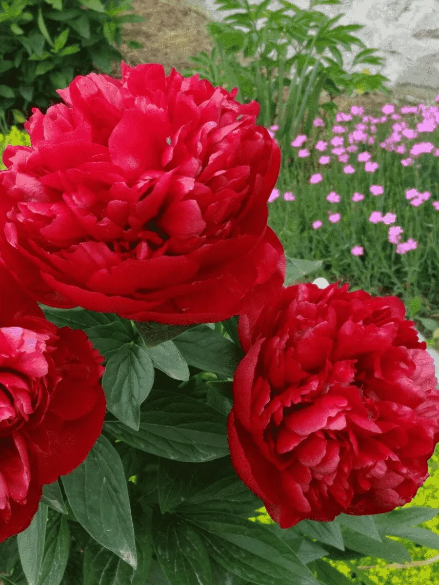 Пион Молочноцветковый Adolphe Rousseau