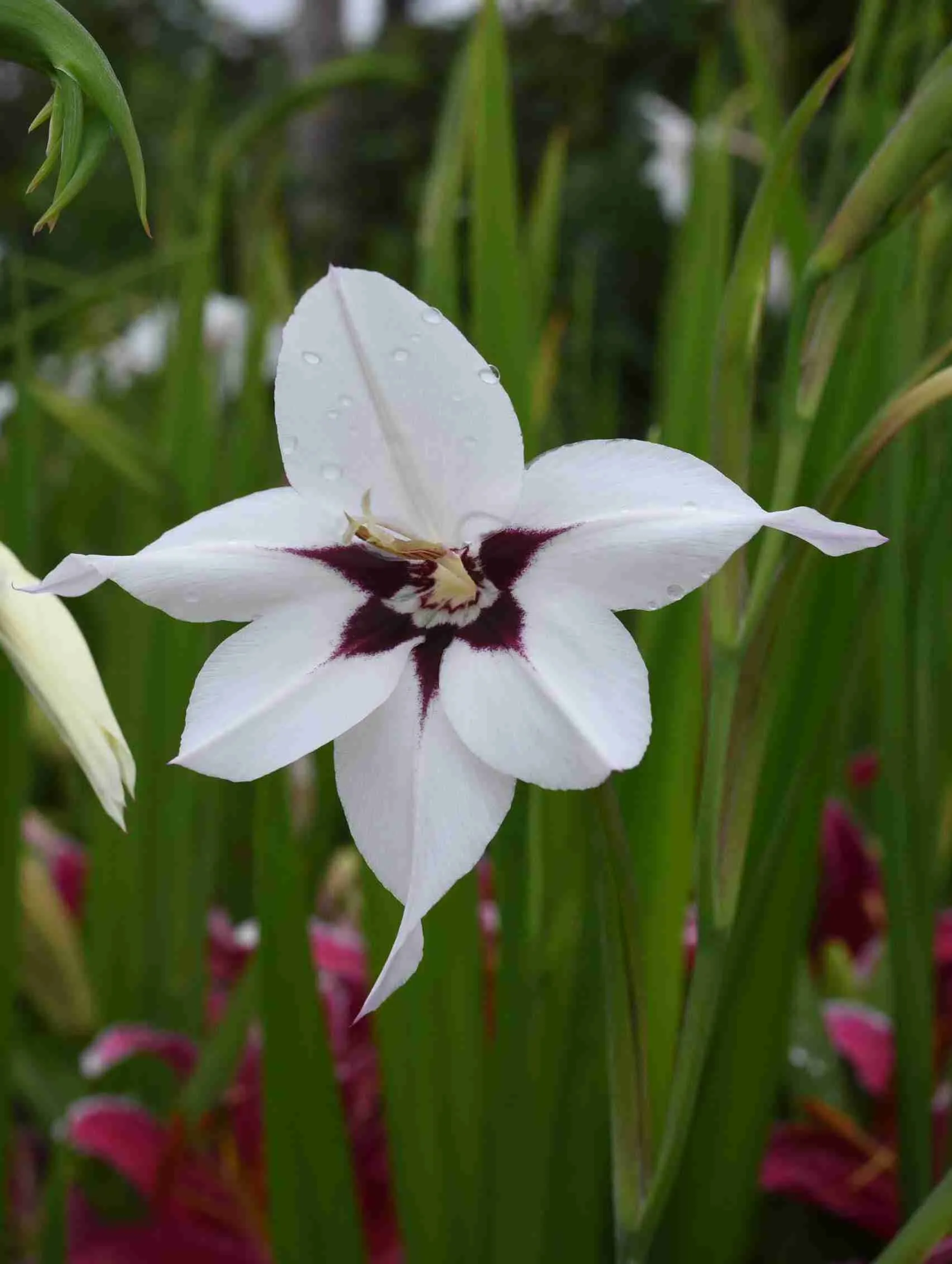 Ацидантера